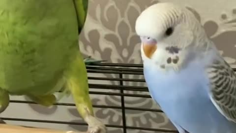 A wonderful view of the love bird with the parrot is very fun