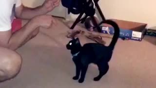 Small black kitten knows how to high five
