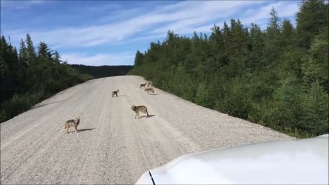 Pack of baby wolves shows their howling skill