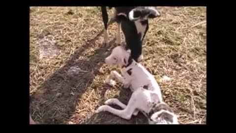 Dairy Cow giving a Miracle Birth