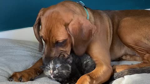 Smitten Puppy Can't Stop Kissing New Foster Kitten