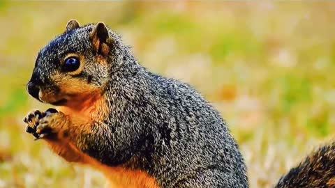 It's cute when squirrels eat pine cones