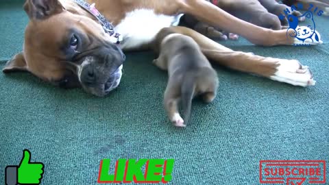 Boxer's Three-Day-Old Puppies video 2021