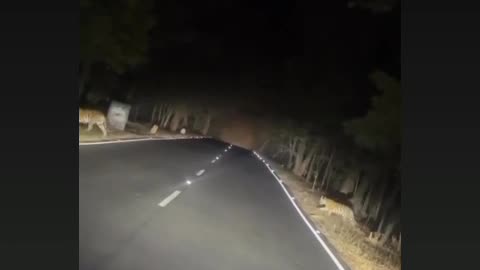 Tiger in road