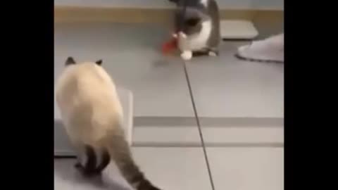 Super funny cat scenes