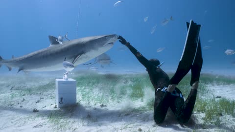 This Fearless Freediver "Dances" With Two Massive Tiger Sharks