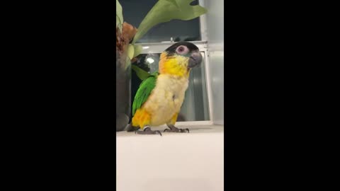 Baby parrot whistles and dances in the shower