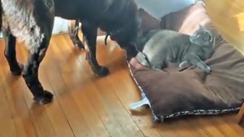 Dog Takes Bed From Cat