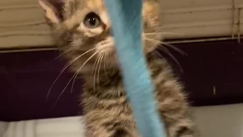 Adorable kitten rescued off the freeway enjoys playing with a cat toy