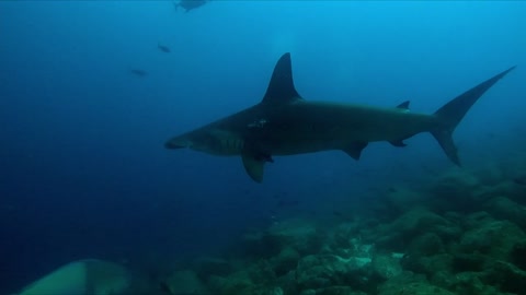 Divers hide in rocks as hammerheads swarm above them