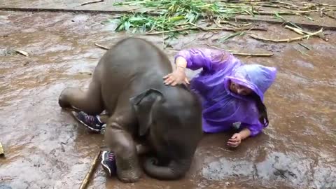 Baby Elephant love