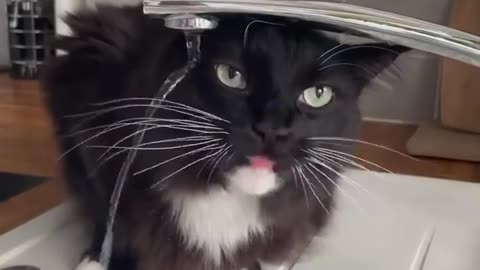 The cat drinks water.