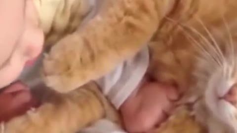 Cat meeting babies 102