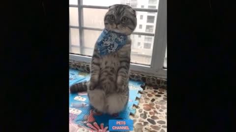 FUNNY AND CUTE CATS TODAY