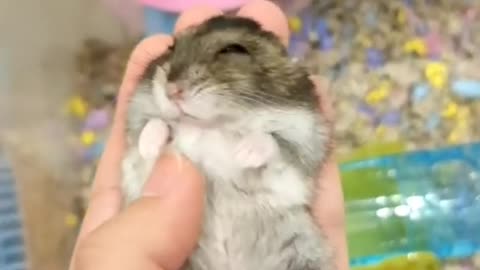 Cute Hamsters