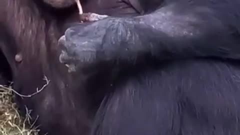 The gorilla 😹😹