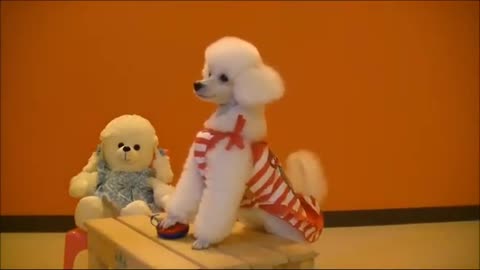 Cute dog school traning
