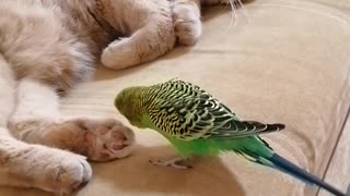 Кот и птица, милые животные #97