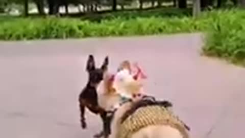 Funny dogs video 🤣😂