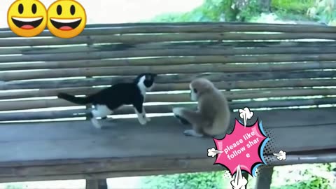 Friendly Monkey and the Cat