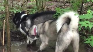 Two huskies taking a mud bath with one another outside