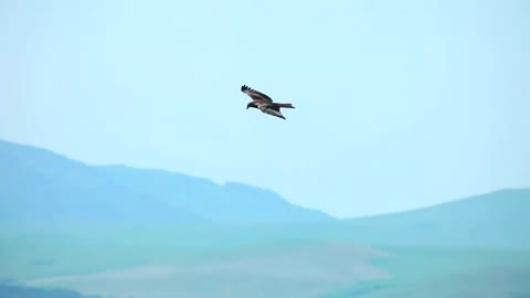 Beautiful birds flying like a jet