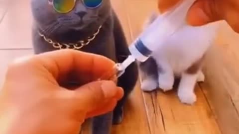Dog and cat injection fun