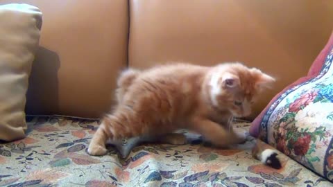 Funny Cat 😸 Playing with Toy