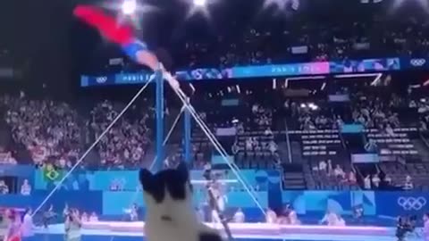 Cat supporting gymnastics athlete 😊👍