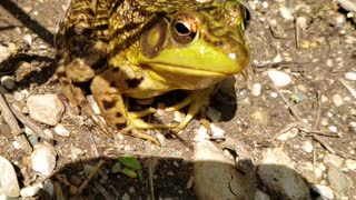 Bullfrog from normal to slow mo