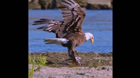 Bald Eagle wrestles with a catfish! #Trendyanimals