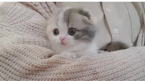 Cute Kitty 🤩