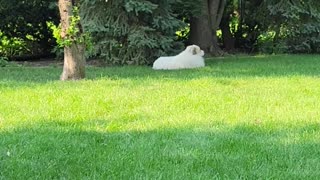 Quiet 🤫 time outside for 🐕