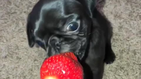 Black puppy eats strawberry