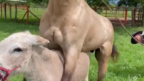 Hourse Mating with Donkey Rare Video