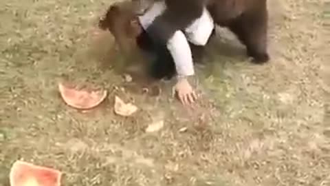 Boy Wrestles Bear!