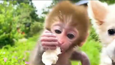 Baby Monkey drive's Bon Bon To The pool And Open Surprise Eggs