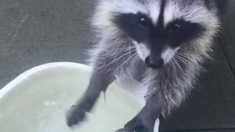 the raccoon loves to wash, but there are no dirty things))))