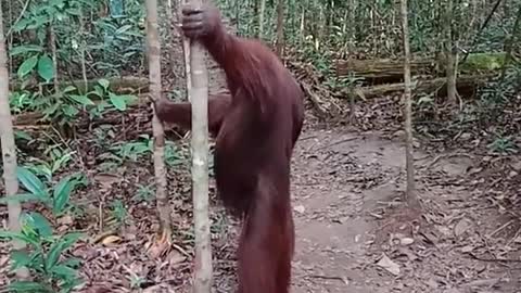 orangutans stand like humans