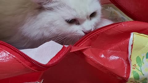 The Angora cat hiding in the bag.