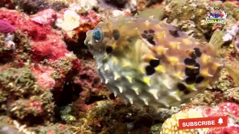 Amazing Facts About the The Puffer Fish