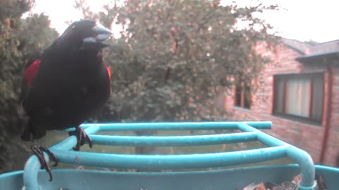 Great Bird Feeder Action! Woodpecker, Cardinals, Red Wing Blackbirds.