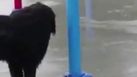 Cute Newfoundland Dog Playing with the water