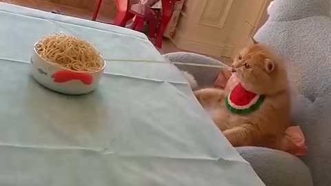 Funny cat video