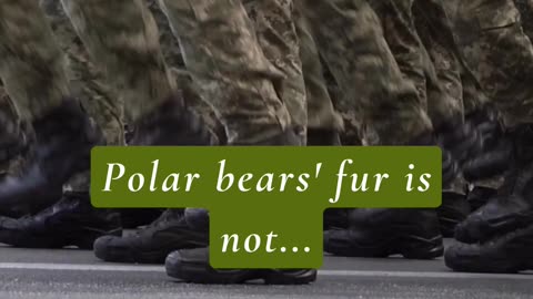 DID YOU KNOW THAT POLAR BEAR FUR IS NOT... 😳🤯