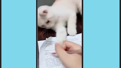 Watch a cat studying a girl(2022) so cute