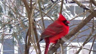 Cardinal