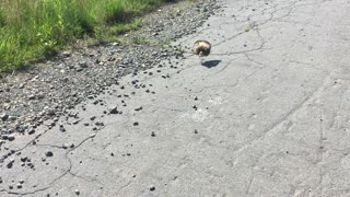 killdeer nest defense