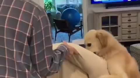 Helpful dog helping his owner to prepare his couch