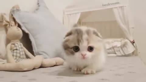 Short leg cate cute kitten videos